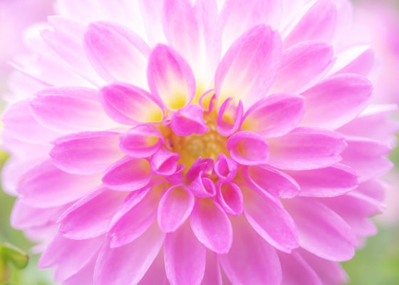 函館 松風町 佛願寺の縁結び・良縁祈願イメージ